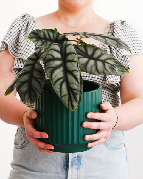 Rare and Unique Houseplants